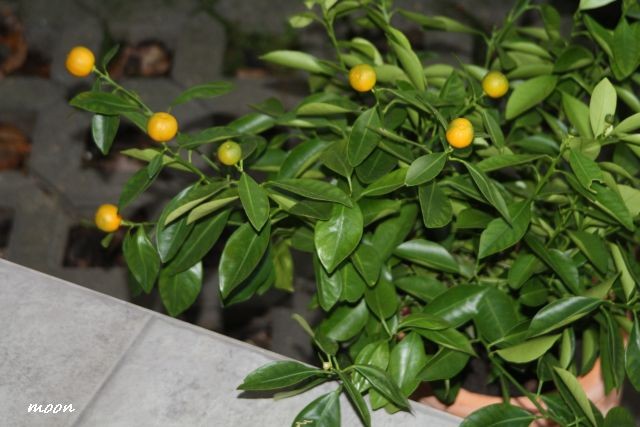 Calamondin